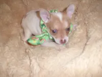 CARSON, a male Chihuahua for sale in Jackson, MS – Photo 1 of 3