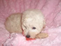 BEBE, a female Maltipoo for sale in Jackson, MS – Photo 2 of 5