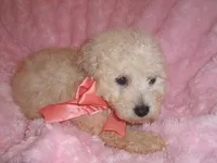 BEBE, a female Maltipoo for sale in Jackson, MS – Photo 1 of 5