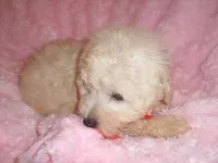 BEBE, a female Maltipoo for sale in Jackson, MS – Photo 3 of 5