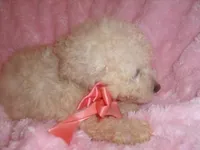 BEBE, a female Maltipoo for sale in Jackson, MS – Photo 5 of 5