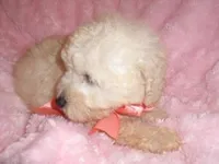 BEBE, a female Maltipoo for sale in Jackson, MS – Photo 4 of 5