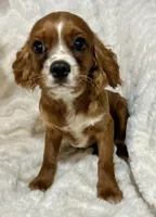 Lenzo, a male Cavalier King Charles Spaniel for sale in Amherst, VA – 4 of 9