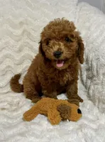 Ginger, a male Miniature Goldendoodle for sale in Amherst, VA – 7 of 8