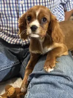 Lenzo, a male Cavalier King Charles Spaniel for sale in Amherst, VA – 6 of 9