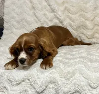 Lenzo, a male Cavalier King Charles Spaniel for sale in Amherst, VA – 5 of 9