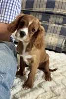 Lenzo, a male Cavalier King Charles Spaniel for sale in Amherst, VA – 7 of 9