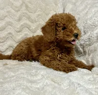 Codutti, a female Miniature Goldendoodle for sale in Amherst, VA – 3 of 8