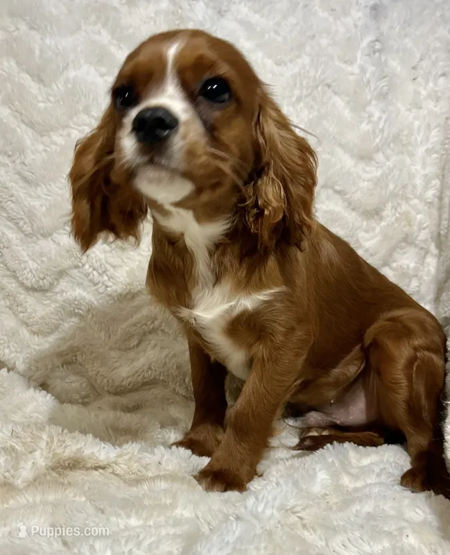 Lenzo – Cavalier King Charles Spaniel puppy for sale in Amherst, VA
