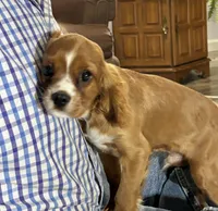 Lenzo, a male Cavalier King Charles Spaniel for sale in Amherst, VA – 9 of 9