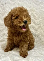 Codutti, a female Miniature Goldendoodle for sale in Amherst, VA – 6 of 8