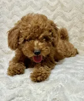 Codutti, a female Miniature Goldendoodle for sale in Amherst, VA – 5 of 8