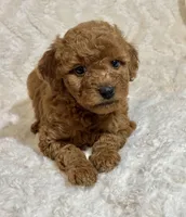 Wiggles, a female Miniature Goldendoodle for sale in Amherst, VA – Photo 6 of 7