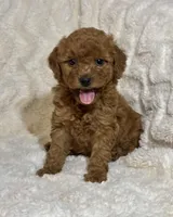 Wiggles, a female Miniature Goldendoodle for sale in Amherst, VA – Photo 2 of 7