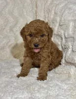 Wiggles, a female Miniature Goldendoodle for sale in Amherst, VA – Photo 5 of 7
