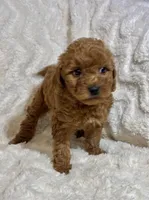 Wiggles, a female Miniature Goldendoodle for sale in Amherst, VA – Photo 3 of 7