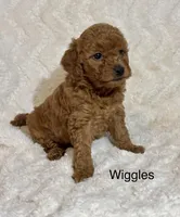 Wiggles, a female Miniature Goldendoodle for sale in Amherst, VA – Photo 1 of 7