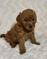 Wiggles, a female Miniature Goldendoodle for sale in Amherst, VA – Photo 4 of 7