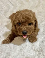 Wiggles, a female Miniature Goldendoodle for sale in Amherst, VA – Photo 7 of 7