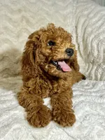 Ginger, a male Miniature Goldendoodle for sale in Amherst, VA – 8 of 8