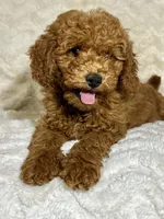 Ginger, a male Miniature Goldendoodle for sale in Amherst, VA – 3 of 8