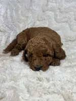 Ginger, a male Miniature Goldendoodle for sale in Amherst, VA – Photo 4 of 6