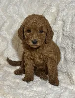 Ginger, a male Miniature Goldendoodle for sale in Amherst, VA – Photo 5 of 6
