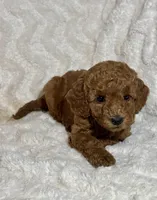 Ginger, a male Miniature Goldendoodle for sale in Amherst, VA – Photo 3 of 6