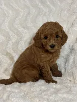 Ginger, a male Miniature Goldendoodle for sale in Amherst, VA – Photo 1 of 6
