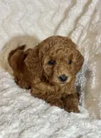 Ginger, a male Miniature Goldendoodle for sale in Amherst, VA – Photo 2 of 6