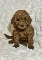 Ginger, a male Miniature Goldendoodle for sale in Amherst, VA – Photo 6 of 6