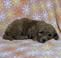 Stacy, a female Miniature Goldendoodle for sale in Amherst, VA – Photo 9 of 9