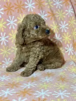 Stacy, a female Miniature Goldendoodle for sale in Amherst, VA – Photo 6 of 9