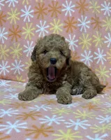 Stacy, a female Miniature Goldendoodle for sale in Amherst, VA – Photo 8 of 9
