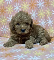 Stacy, a female Miniature Goldendoodle for sale in Amherst, VA – Photo 3 of 9