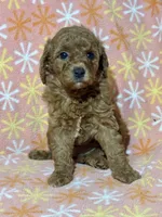 Stacy, a female Miniature Goldendoodle for sale in Amherst, VA – Photo 7 of 9