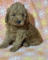 Stacy, a female Miniature Goldendoodle for sale in Amherst, VA – Photo 2 of 9