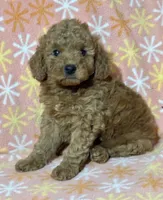 Stacy, a female Miniature Goldendoodle for sale in Amherst, VA – Photo 4 of 9