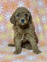 Stacy, a female Miniature Goldendoodle for sale in Amherst, VA – Photo 5 of 9