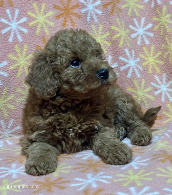 Stacy, a female Miniature Goldendoodle for sale in Amherst, VA – Photo 1 of 9