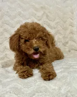Codutti, a female Miniature Goldendoodle for sale in Amherst, VA – 4 of 8