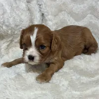 Lenzo, a male Cavalier King Charles Spaniel for sale in Amherst, VA – Photo 1 of 6