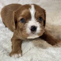 Lenzo, a male Cavalier King Charles Spaniel for sale in Amherst, VA – Photo 2 of 6