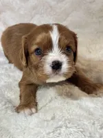 Lenzo, a male Cavalier King Charles Spaniel for sale in Amherst, VA – Photo 2 of 6