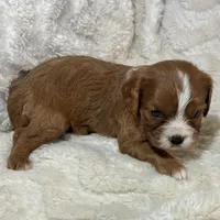 Lenzo, a male Cavalier King Charles Spaniel for sale in Amherst, VA – Photo 3 of 6