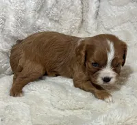 Lenzo, a male Cavalier King Charles Spaniel for sale in Amherst, VA – Photo 3 of 6