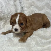 Lenzo, a male Cavalier King Charles Spaniel for sale in Amherst, VA – Photo 6 of 6
