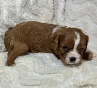 Lenzo, a male Cavalier King Charles Spaniel for sale in Amherst, VA – Photo 5 of 6