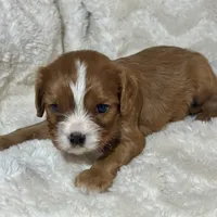Lenzo, a male Cavalier King Charles Spaniel for sale in Amherst, VA – Photo 4 of 6