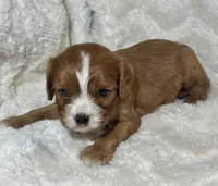 Lenzo, a male Cavalier King Charles Spaniel for sale in Amherst, VA – Photo 4 of 6